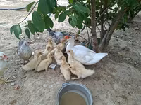 Ducks — photo 6
