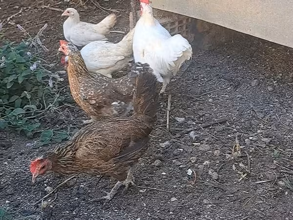 Yapon Bantam — Azərbaycan