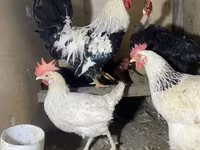 Chickens — photo 1