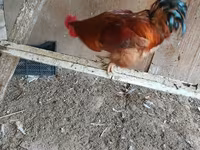 Chickens — photo 2
