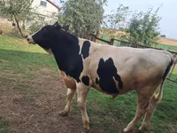 सांड, Russian Black pied cattle — फ़ोटो 7