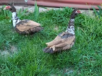 Ducks — 照片 2