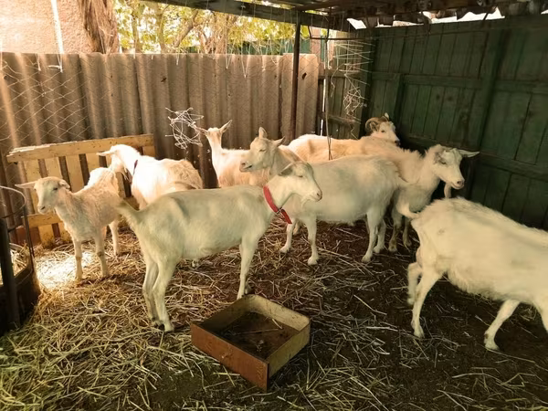 Keçi, Saanen goat
