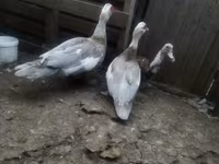 Ducks — photo 2