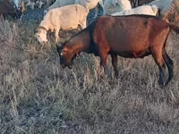 Ziegenbock, Italian Alpine goat — Foto 5