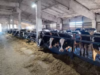 Cattle (batch, sex not specified), Aberdeen-Angus — photo 5