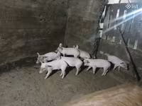 Eber, Schweine — Foto 4