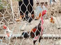 Chickens — photo 1