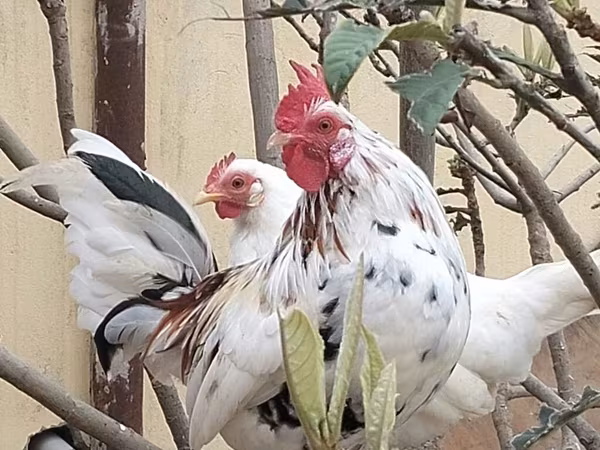 Chickens