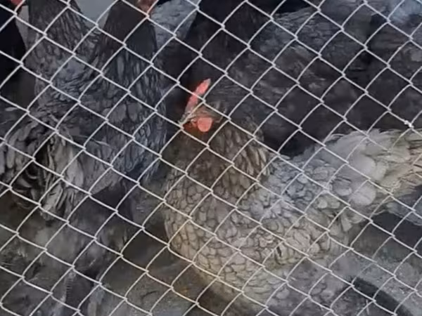 Chickens — Azerbaijan