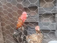 Chickens — फ़ोटो 3