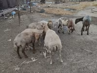 Sheep (batch, sex not specified), Sheep — photo 3