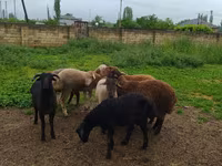 Ram, Sheep — photo 2