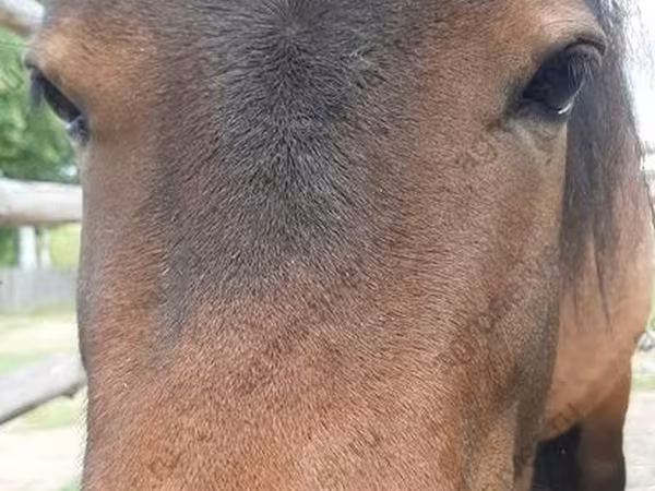 Madyan, American shetland pony