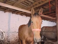 At, Manipuri pony — foto 5
