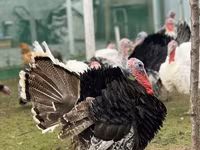 Geniş Sinəli Ağ — foto 1