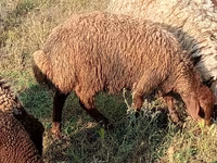 Ram, Sheep — photo 4