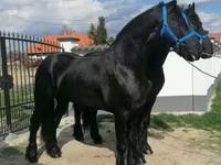 Ат, Фриз породу — сүрөт 4