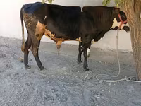 Buğa, Russian Black pied cattle — foto 2
