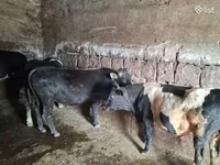Букачар, Сиырлар — сүрөт 3