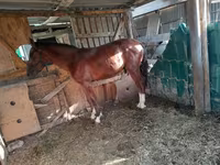 Mare, Horses — photo 1