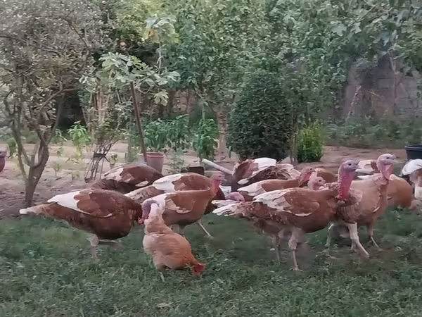 Burbon Qırmızı — Azərbaycan