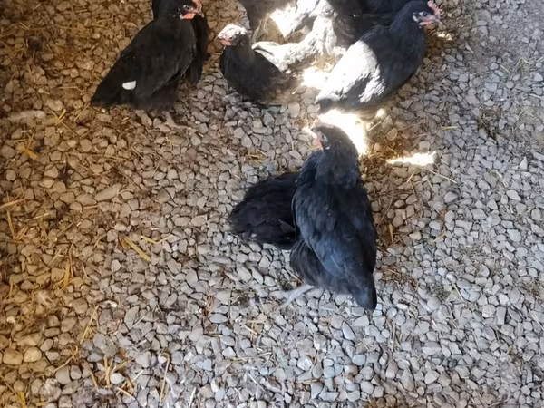 Chickens — Azərbaycan