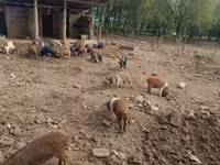 Kanec, Prasata — foto 1