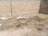 Ducks — foto 2