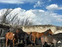 Mare, Horses — photo 2