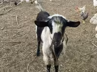 Bode, Cabras — foto 2