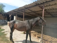حصان, Karachay horse — الصورة 3