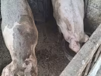 Knur, Świnie — zdjęcie 1