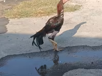 Chickens — photo 5