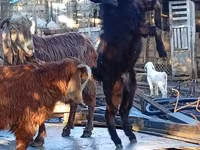 Billy Goat, Goats — photo 1