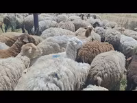 Sheep, Sheep — photo 1