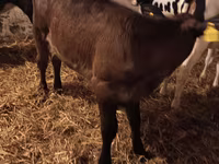 母牛, Aberdeen-Angus — 照片 3