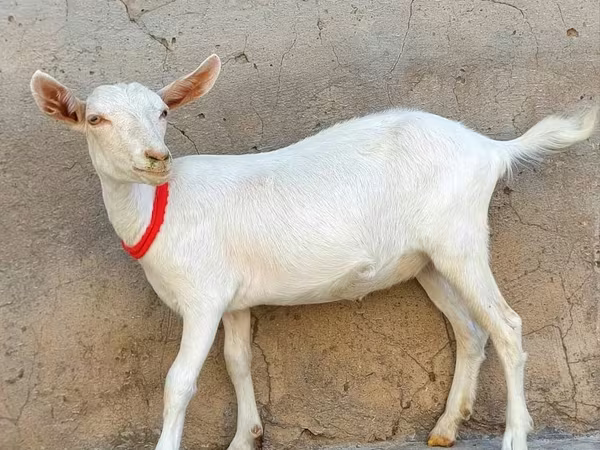 Goat, Saanen goat