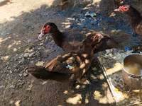 Ducks — photo 2