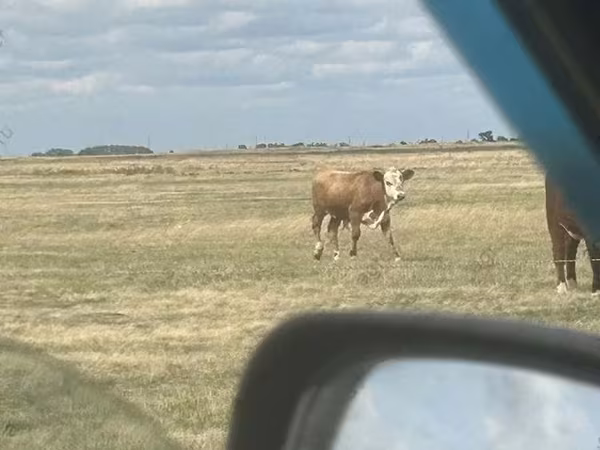 Buqa, Simmental cattle