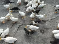 Ducks — photo 2