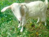 Goat, Goats — photo 2