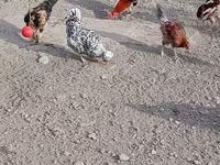Chickens — photo 4