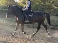 公马, Nonius horse — 照片 1