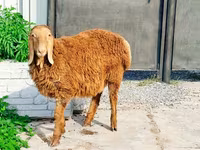 मेढ़ा, Hissar sheep — फ़ोटो 1
