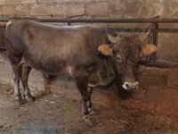 Buğa, Aberdin – Angus — foto 3