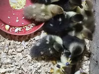 Ducks — photo 3