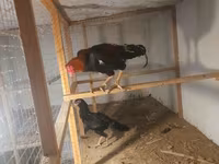 Chickens — photo 4