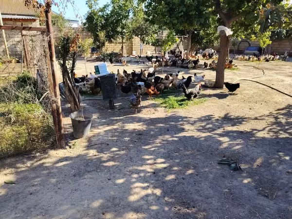 Chickens — Azərbaycan