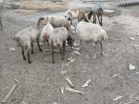 Sheep (batch, sex not specified), Sheep — photo 1